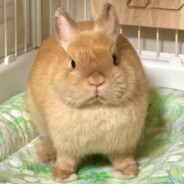 兔兔想要你的生命