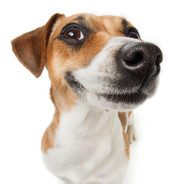 今晚月亮真美！