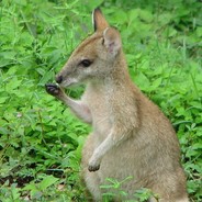 WannaBeWallaby