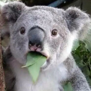 春风随我狮子鸣