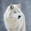 Lobo