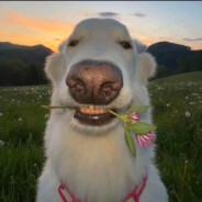 我永远是歌姬吧