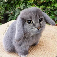 HP Lovecraft's cat