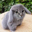 HP Lovecraft's cat