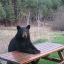 A Bear Sitting at a Picnic Table