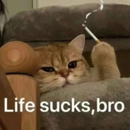 卖苹果的小寡王