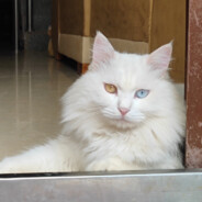 恶喵教父(^˵◕ω◕˵^)