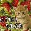 kitten_SALAD