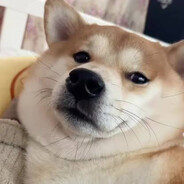 sniff