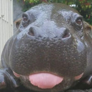 HIPPO
