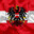 _Austrian_Patriot_ avatar
