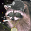 Atzen-Raccoon ♋
