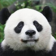 I am Panda