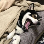 超级白给黑暗暴龙战士