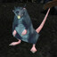 Level 1 Rat