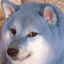 blue_doge.rar