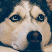 Husky