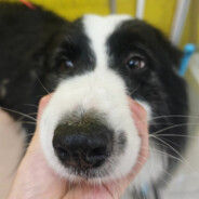 我是一只小青蛙倒地就喊挂挂挂