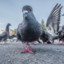 SpottedPigeon