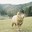 Sheepy
