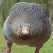 Obtuse Goose