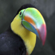 toucAn