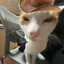 整点猫meme