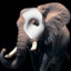 &gt;&lt;&gt;PhantomEllie&lt;&gt;&lt;