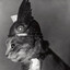 Cats 9 Lives
