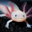 Allegorical Axolotl