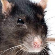 Rat - steam id 76561197968835753