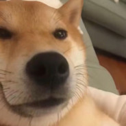 国服顶级冲锋狗