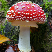 Mushroom