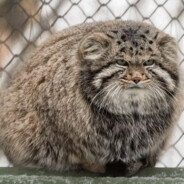 Pallas' Cat