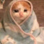猫猫萌萌兔兔