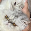 Puppycat
