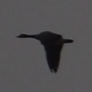 NorthernGoose avatar