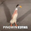 PINGWIN_KURWA