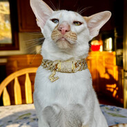 Winston