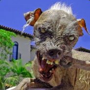 rawfox - steam id 76561197964348886