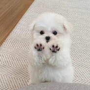 <size="70">破网</size>