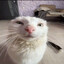Котёнок Gayv