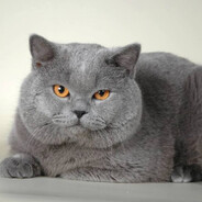 эй чемпион
