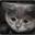 Depressed Cat