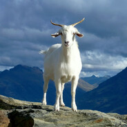 Goat-Mountain avatarı