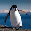 Mad Penguin