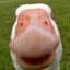 GreatGreyGoose