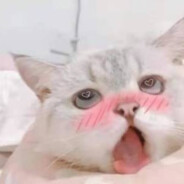 你就是狗，你给我滚