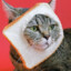 toast cat