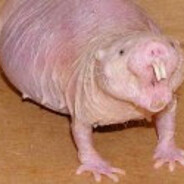 vanap0441 - steam id 76561199803510433